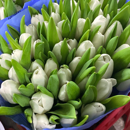 Best Flowers for Your Money in Centurion: How Smart Flower Choices Save More Than You Think