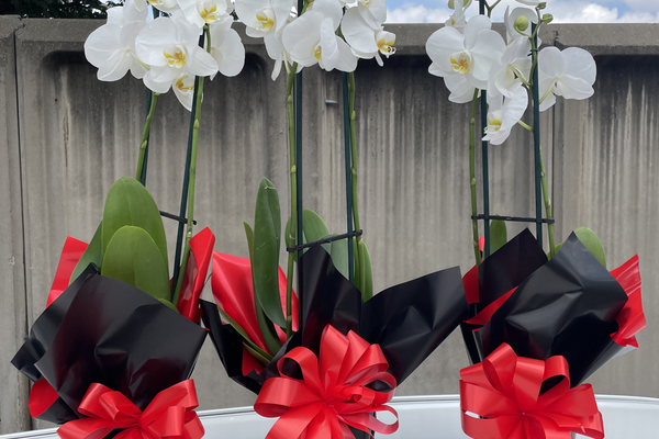 Is It Cheaper to Buy Flowers from a Supermarket or a Florist?