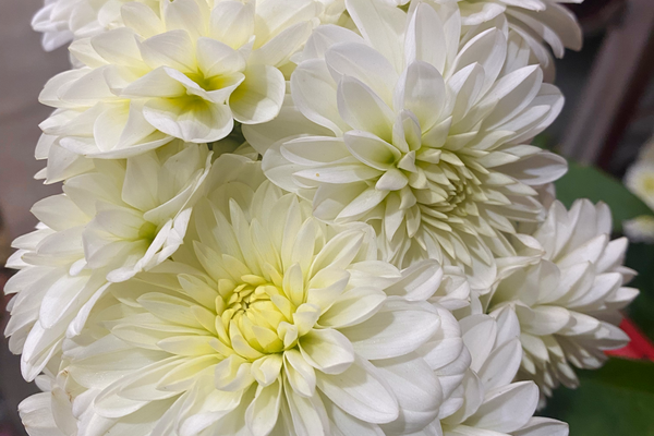 When Should You Book a Florist for Your Wedding? A Johannesburg Guide