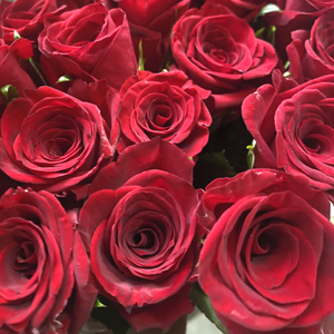 How Much Does One Rose Cost in Johannesburg?