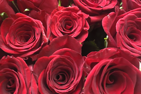 How Much Does One Rose Cost in Johannesburg?