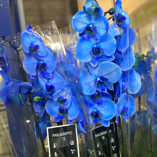 How Do Florists Price Flowers? A Simple Breakdown
