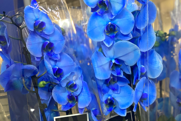How Do Florists Price Flowers? A Simple Breakdown