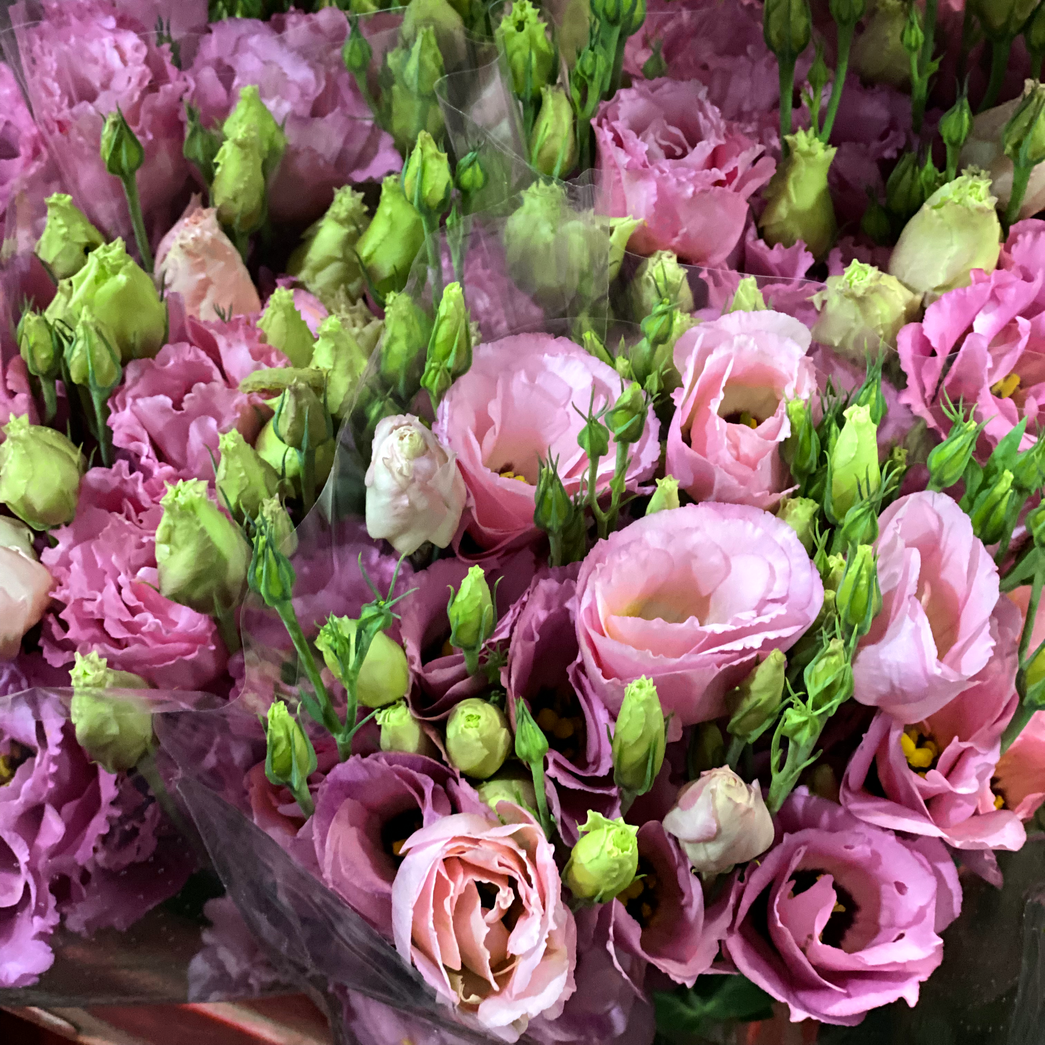 Fresh Lisianthus Bouquet Johannesburg | Minimum 10 Stems | Florist City Deep