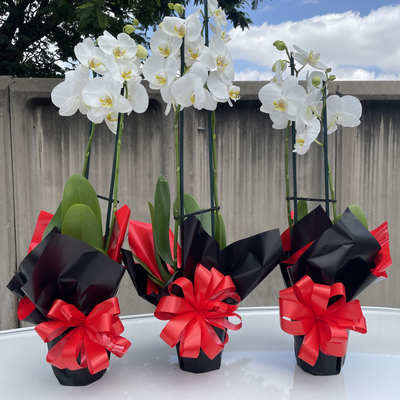 Fresh Orchid Fresh Stems Johannesburg | Minimum 1 Stems | Florist City Deep