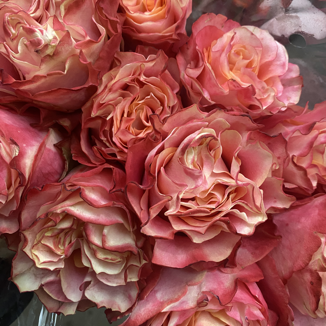 Fresh Peony Rose Bouquet Johannesburg | Minimum 5 Stems | Florist City Deep